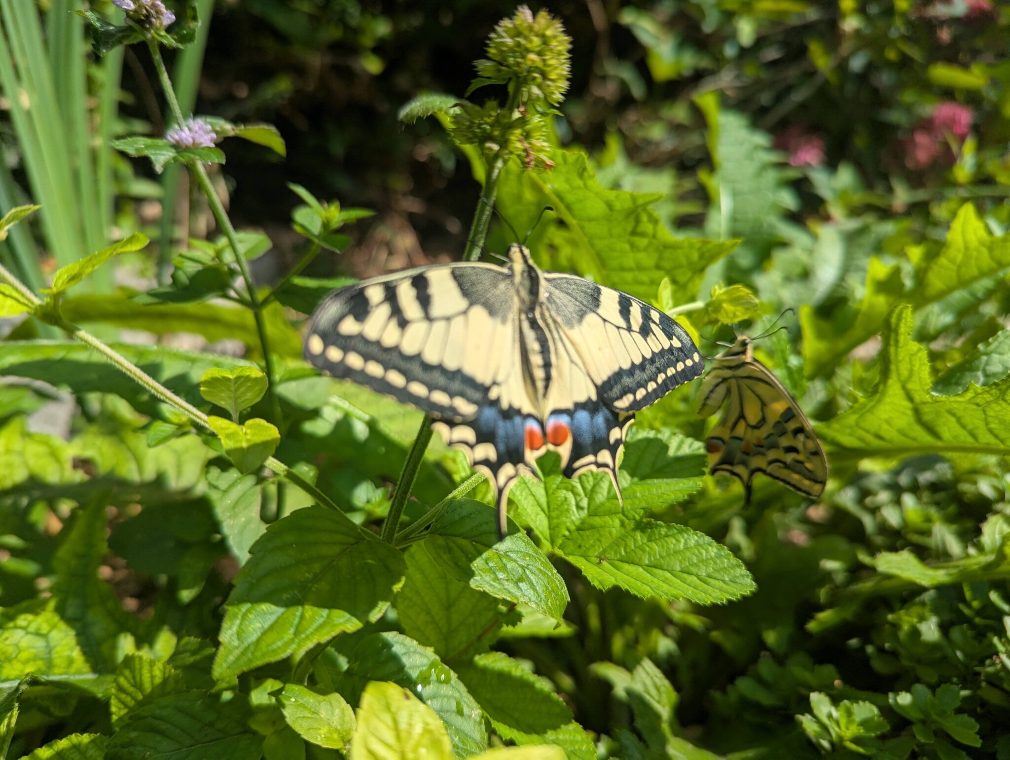 Natur- und Kulturgarten für Insekten