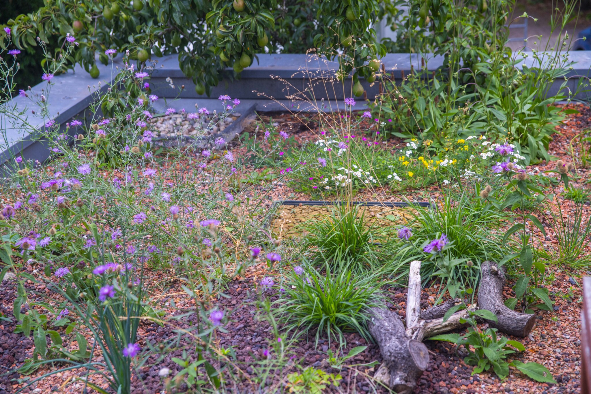 Insektenfreundliche Neugestaltung der Dachbegrünung